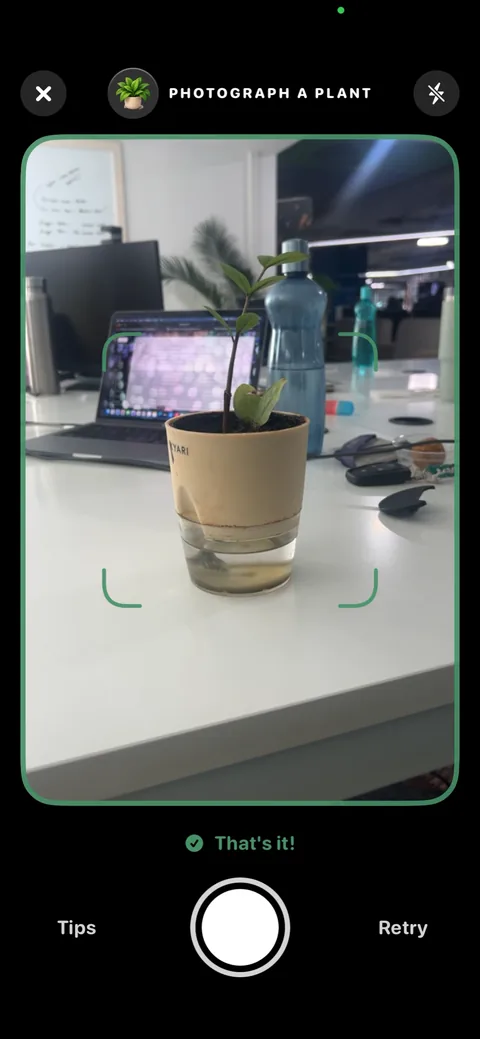 The camera locked on to a real houseplant, with the app saying That's it!